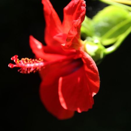 Gardens Downtown Center Chania Elpida Villa Ngoại thất bức ảnh